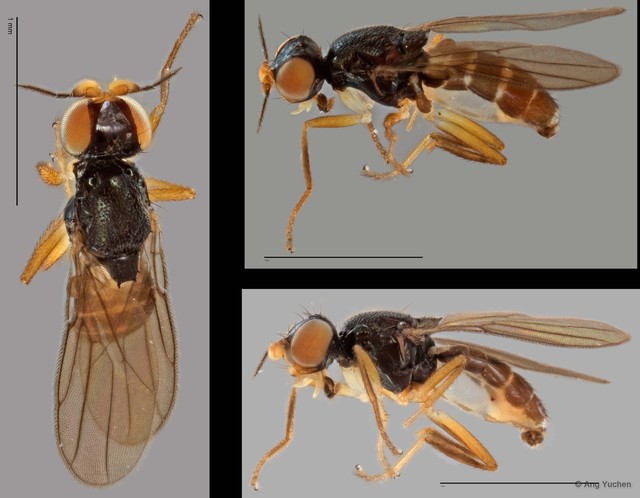Chloropidae sp. "ZRCBDP0025324 (GC372)"•&copy; Ang Yuchen•All Rights Reserved