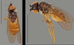 Chloropidae sp. "ZRCBDP0025822 (GC2307)"•&copy; Ang Yuchen•All Rights Reserved