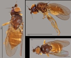 Chloropidae sp. "ZRCBDP0025822 (GC2307)"•&copy; Ang Yuchen•All Rights Reserved