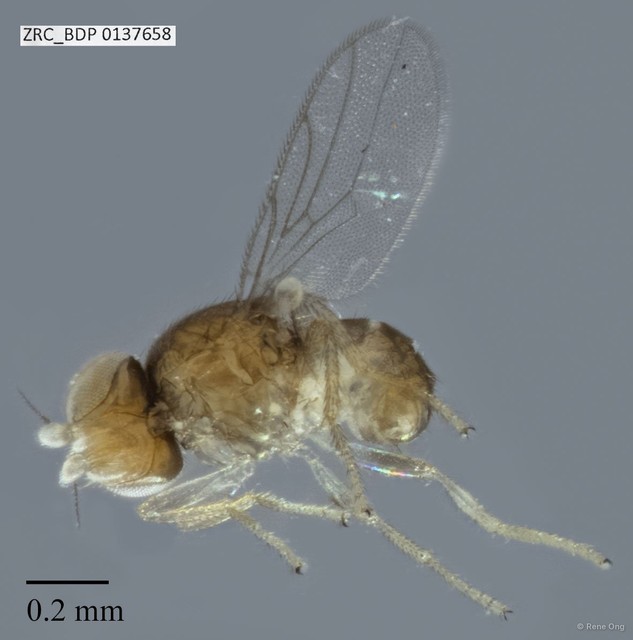 Chloropidae sp. "ZRCBDP0029882"•&copy; Rene Ong•All Rights Reserved
