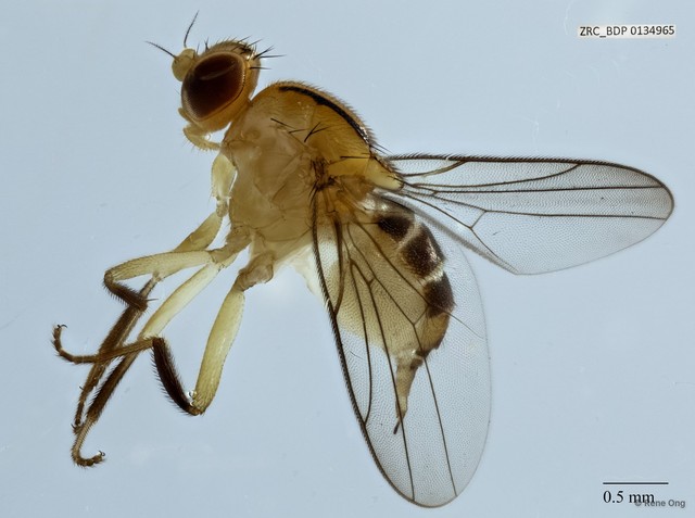 Chloropidae sp. "ZRCBDP0029901"•&copy; Rene Ong•All Rights Reserved