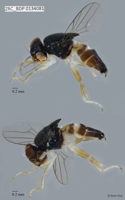 Chloropidae sp. "ZRCBDP0029907"•&copy; Rene Ong•All Rights Reserved