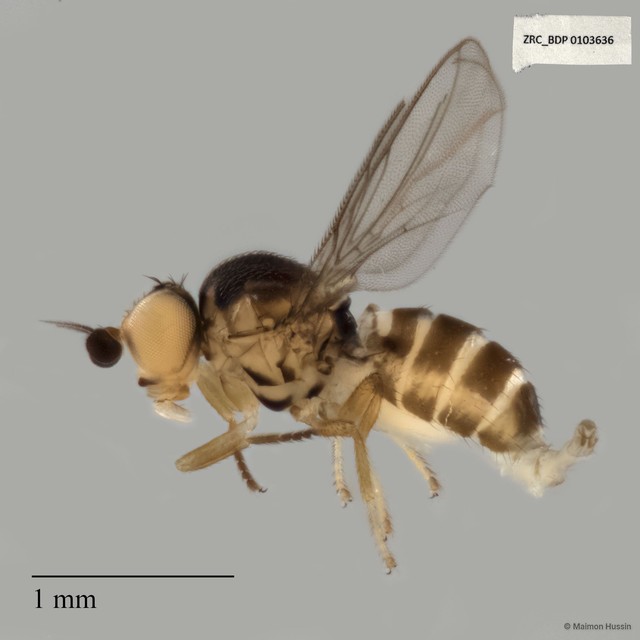 Chloropidae sp. "ZRCBDP0040961"•&copy; Maimon Hussin•All Rights Reserved