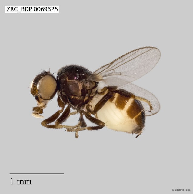 Chloropidae sp. "ZRCBDP0069325"•&copy; Sabrina Tang•All Rights Reserved