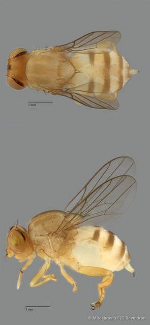 Chloropidae sp. "ZRCBDP0080021"•&copy; Miteshravin S/O Ravindran•All Rights Reserved