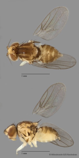 Chloropidae sp. "ZRCBDP0081555"•&copy; Miteshravin S/O Ravindran•All Rights Reserved