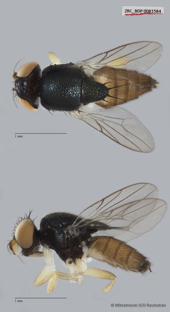 Chloropidae sp. "ZRCBDP0081584"•&copy; Miteshravin S/O Ravindran•All Rights Reserved
