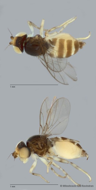Chloropidae sp. "ZRCBDP0089422"•&copy; Miteshravin S/O Ravindran•All Rights Reserved