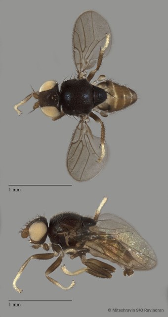Chloropidae sp. "ZRCBDP0089550"•&copy; Miteshravin S/O Ravindran•All Rights Reserved