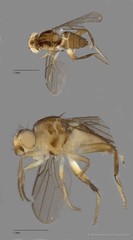 Chloropidae sp. "ZRCBDP0089550"•&copy; Miteshravin S/O Ravindran•All Rights Reserved