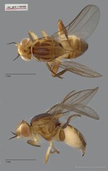 Chloropidae sp. "ZRCBDP0089566"•&copy; Miteshravin S/O Ravindran•All Rights Reserved