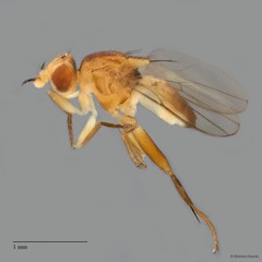 Chloropidae sp. "ZRCBDP0089566"•&copy; Maimon Hussin•All Rights Reserved