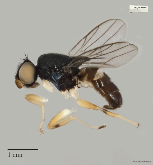 Chloropidae sp. "ZRCBDP0089868"•&copy; Maimon Hussin•All Rights Reserved