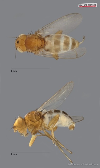Chloropidae sp. "ZRCBDP0089888"•&copy; Miteshravin S/O Ravindran•All Rights Reserved