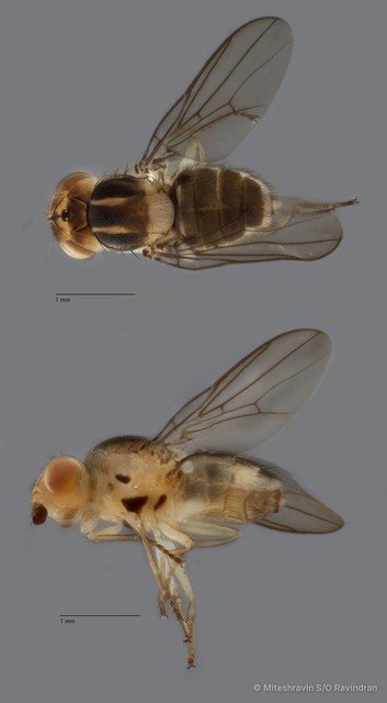 Chloropidae sp. "ZRCBDP0090321"•&copy; Miteshravin S/O Ravindran•All Rights Reserved