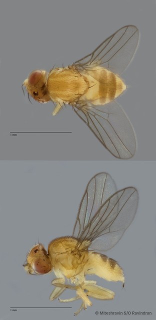 Chloropidae sp. "ZRCBDP0090333"•&copy; Miteshravin S/O Ravindran•All Rights Reserved