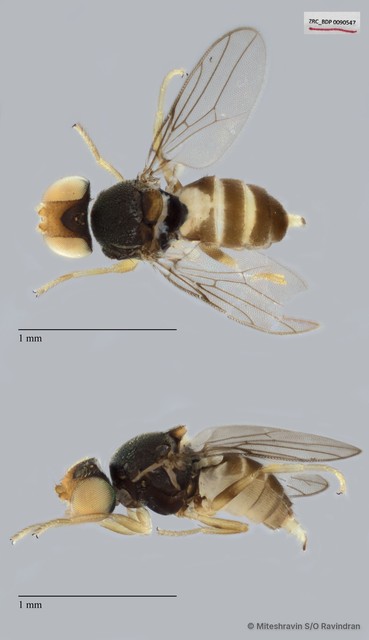 Chloropidae sp. "ZRCBDP0090547"•&copy; Miteshravin S/O Ravindran•All Rights Reserved