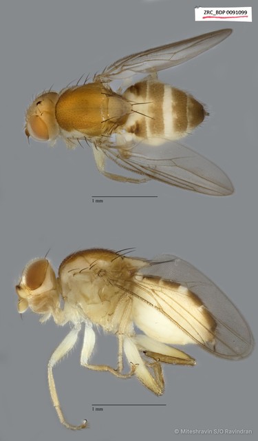 Chloropidae sp. "ZRCBDP0091099"•&copy; Miteshravin S/O Ravindran•All Rights Reserved