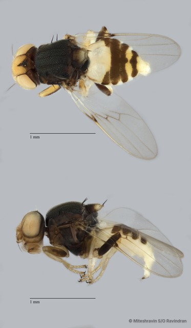 Chloropidae sp. "ZRCBDP0091334"•&copy; Miteshravin S/O Ravindran•All Rights Reserved