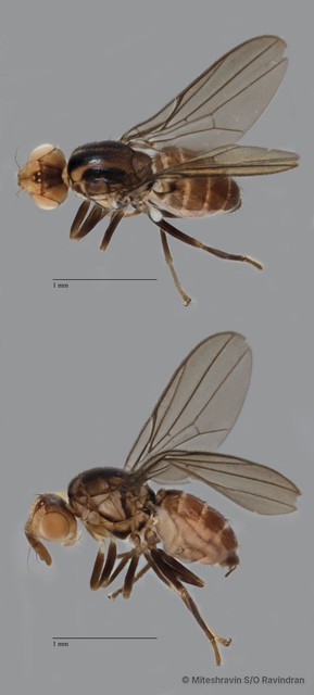 Chloropidae sp. "ZRCBDP0092444"•&copy; Miteshravin S/O Ravindran•All Rights Reserved