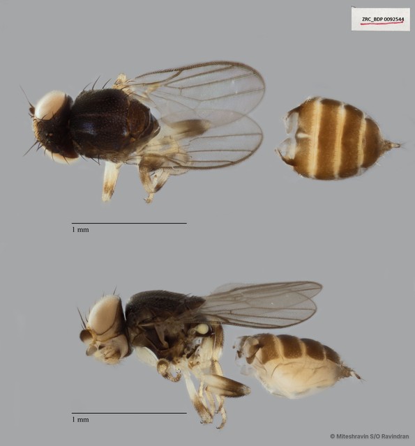 Chloropidae sp. "ZRCBDP0092544"•&copy; Miteshravin S/O Ravindran•All Rights Reserved