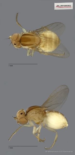 Chloropidae sp. "ZRCBDP0092852"•&copy; Miteshravin S/O Ravindran•All Rights Reserved