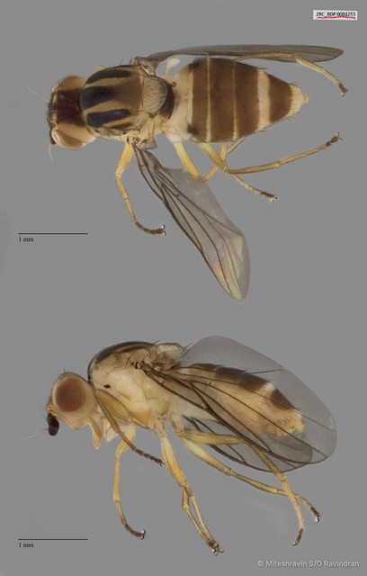 Chloropidae sp. "ZRCBDP0093255"•&copy; Miteshravin S/O Ravindran•All Rights Reserved