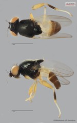 Chloropidae sp. "ZRCBDP0093387"•&copy; Miteshravin S/O Ravindran•All Rights Reserved