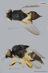 Chloropidae sp. "ZRCBDP0093387"•&copy; Miteshravin S/O Ravindran•All Rights Reserved