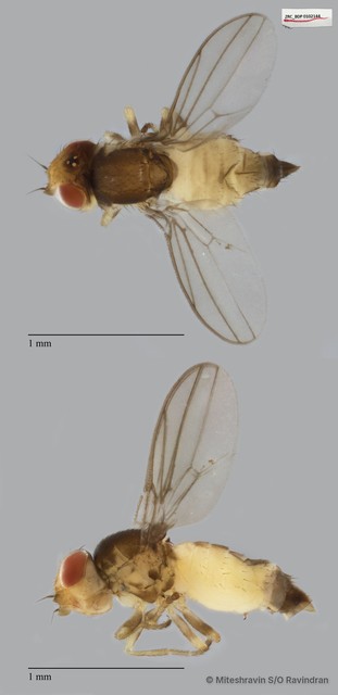 Chloropidae sp. "ZRCBDP0102144"•&copy; Miteshravin S/O Ravindran•All Rights Reserved