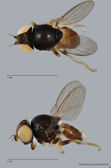 Chloropidae sp. "ZRCBDP0103470"•&copy; Miteshravin S/O Ravindran•All Rights Reserved