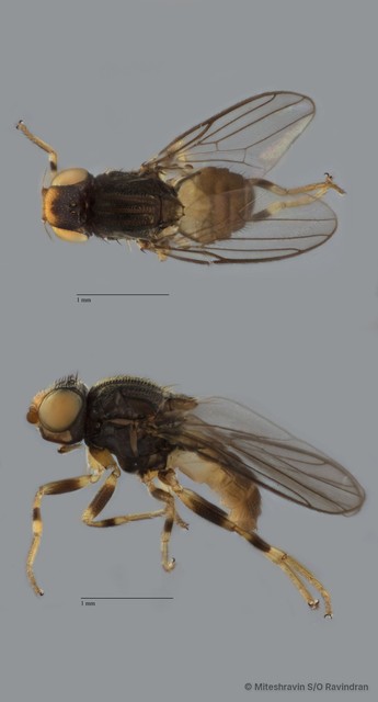 Chloropidae sp. "ZRCBDP0103623"•&copy; Miteshravin S/O Ravindran•All Rights Reserved