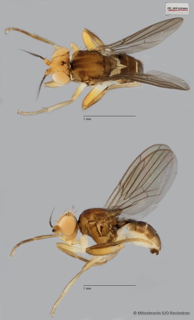 Chloropidae sp. "ZRCBDP0103691"•&copy; Miteshravin S/O Ravindran•All Rights Reserved