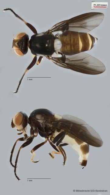 Chloropidae sp. "ZRCBDP0104027"•&copy; Miteshravin S/O Ravindran•All Rights Reserved