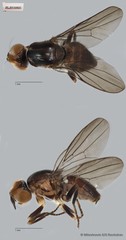 Chloropidae sp. "ZRCBDP0104227"