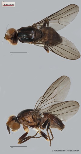 Chloropidae sp. "ZRCBDP0104227"•&copy; Miteshravin S/O Ravindran•All Rights Reserved