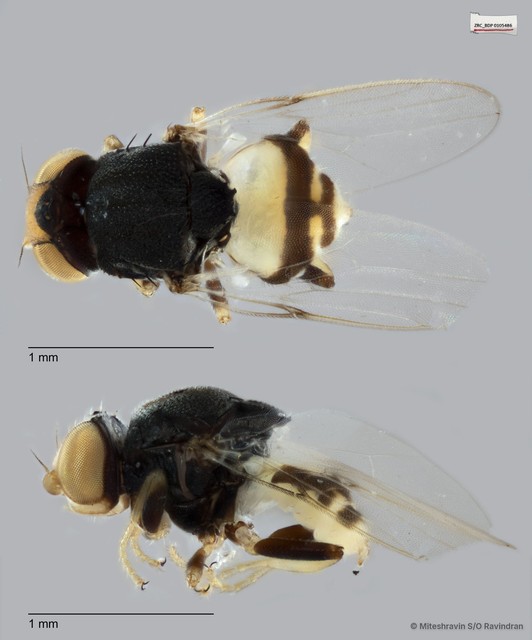 Chloropidae sp. "ZRCBDP0105486"•&copy; Miteshravin S/O Ravindran•All Rights Reserved