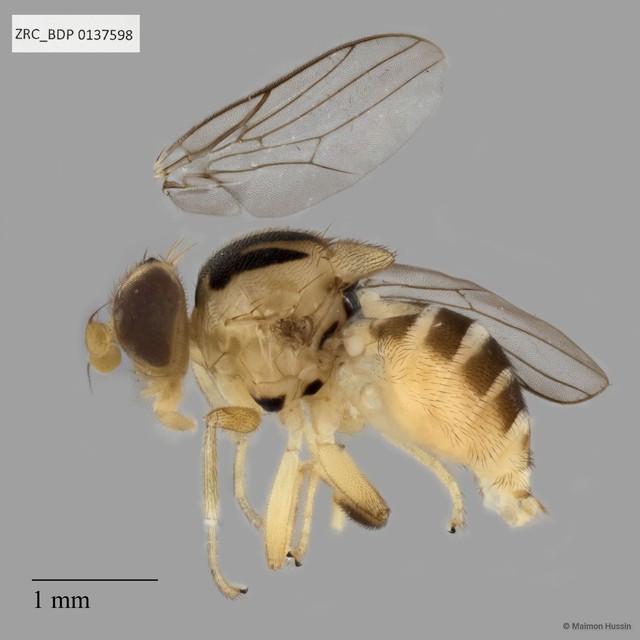 Chloropidae sp. "ZRCBDP0137598"•&copy; Maimon Hussin•All Rights Reserved
