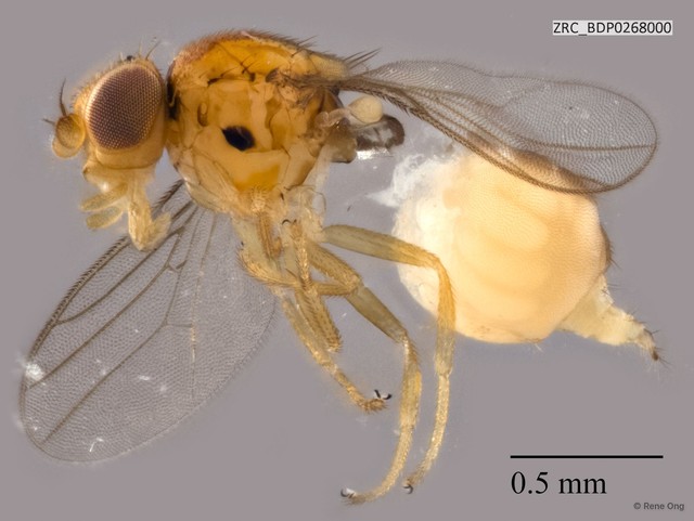 Chloropidae sp. "ZRCBDP0268000"•&copy; Rene Ong•All Rights Reserved