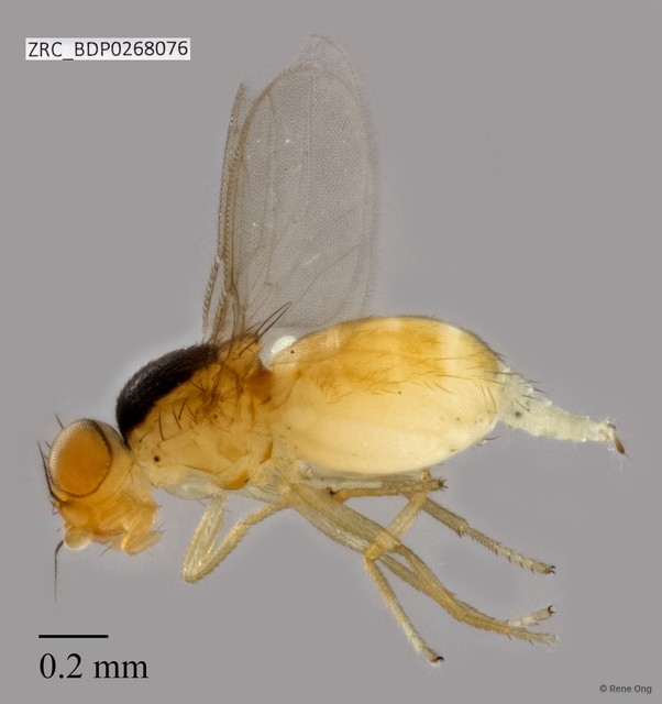 Chloropidae sp. "ZRCBDP0268076"•&copy; Rene Ong•All Rights Reserved