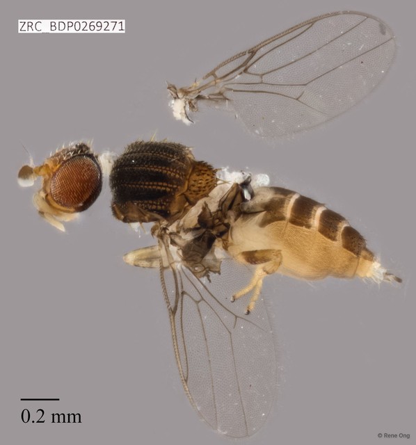 Chloropidae sp. "ZRCBDP0269271"•&copy; Rene Ong•All Rights Reserved