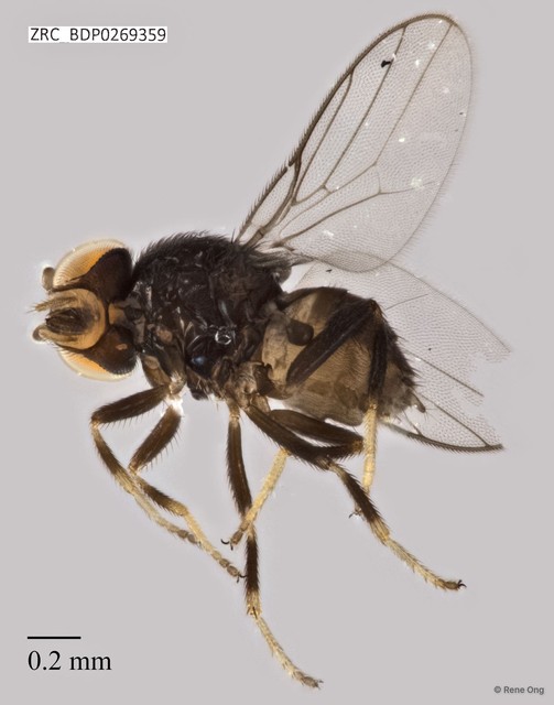 Chloropidae sp. "ZRCBDP0269359"•&copy; Rene Ong•All Rights Reserved
