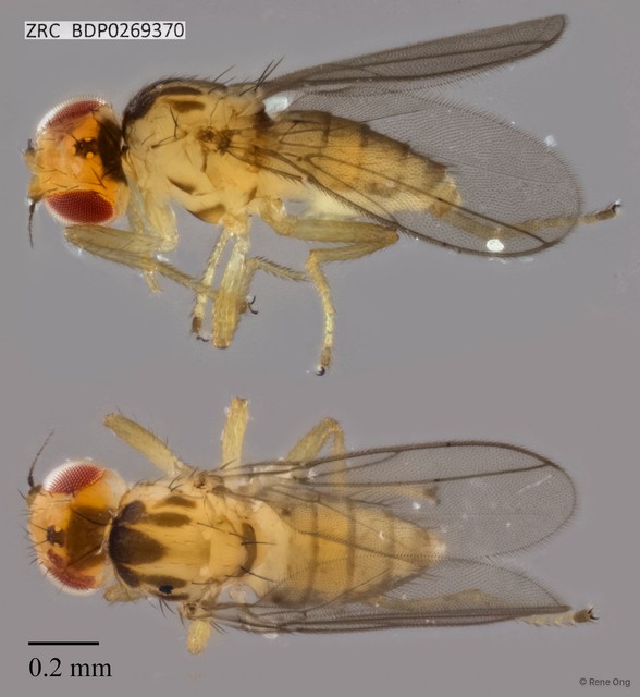 Chloropidae sp. "ZRCBDP0269370"•&copy; Rene Ong•All Rights Reserved