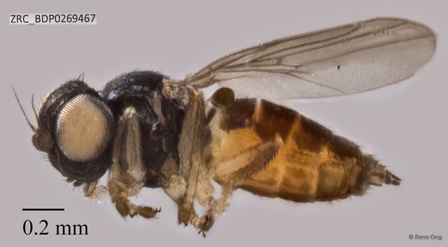 Chloropidae sp. "ZRCBDP0269467"•&copy; Rene Ong•All Rights Reserved