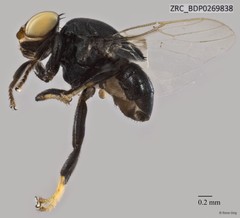 Chloropidae sp. "ZRCBDP0269838"