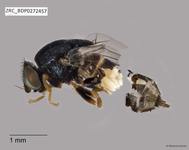 Chloropidae sp. "ZRCBDP0272457"•&copy; Maimon Hussin•All Rights Reserved
