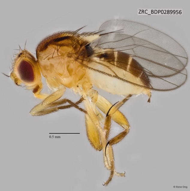 Chloropidae sp. "ZRCBDP0289956"•&copy; Rene Ong•All Rights Reserved