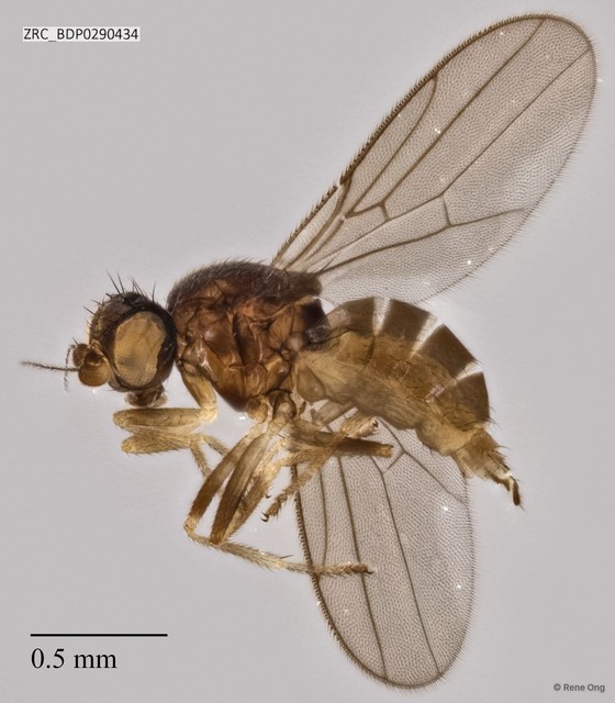 Chloropidae sp. "ZRCBDP0290434"•&copy; Rene Ong•All Rights Reserved
