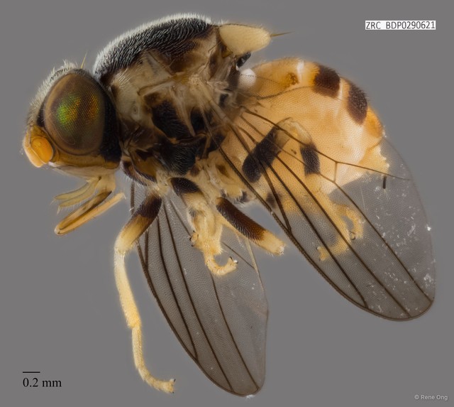 Chloropidae sp. "ZRCBDP0290621"•&copy; Rene Ong•All Rights Reserved