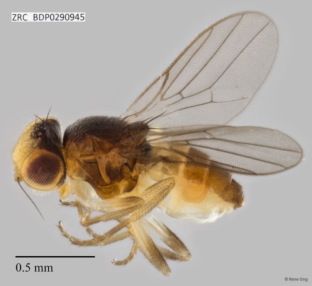 Chloropidae sp. "ZRCBDP0290945"•&copy; Rene Ong•All Rights Reserved